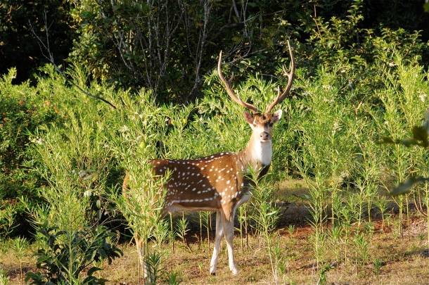 Axis Deer, photo courtesy Steve with Island Adventure Fitness